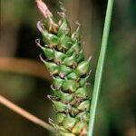 Carex distans Vrucht