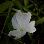 Thunbergia laevis ᱵᱟᱦᱟ