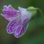 Geranium versicolor 花