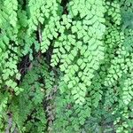 Adiantum capillus-veneris Hoja