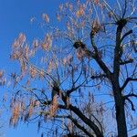Catalpa ovata ശീലം