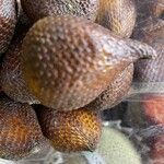 Salacca zalacca ഫലം