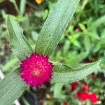 Gomphrena haageana花