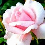 Rosa lucieae Цветок