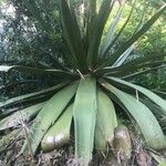 Agave obscura List
