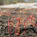 Crassula vaillantii Hábito