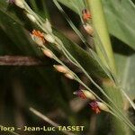 Panicum repens Egyéb