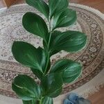 Ruscus hypophyllum Leaf