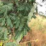 Vachellia tortilisYaprak