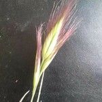 Bromus rubens Fruit