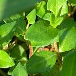 Cuphea strigulosa Leaf