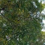 Afrocarpus falcatus Liść