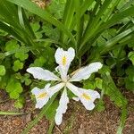 Iris douglasiana Blüte