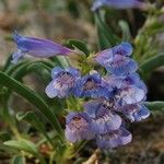 Penstemon speciosus Virág