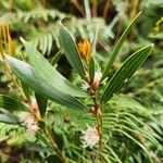 Hakea dactyloides Bloem