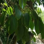 Oreopanax nymphaeifolius Hoja