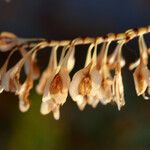 Fallopia sachalinensis Fruit