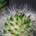 Mammillaria bocasana Blüte