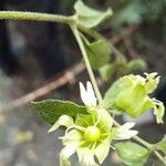 Silene bacciferaFlower