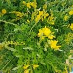 Genista stenopetala 花