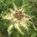 Cirsium spinosissimum Fruit