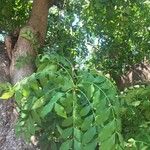 Ekebergia capensis Φύλλο