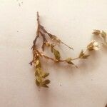 Arenaria ciliata Fleur