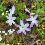 Leucocoryne vittata Flor