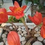 Haemanthus coccineus Květ