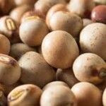 Vigna subterranea Frucht
