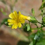 Lapsana communis 花