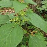 Laportea canadensis Folla