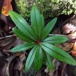 Erythroxylum laurifolium Leaf