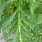 Lepidium virginicum Blatt