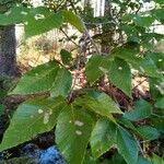 Fagus grandifoliaLeaf