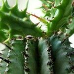 Euphorbia polygona Blad