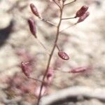 Hornungia procumbens Habitus