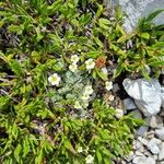 Saxifraga caesia Fula
