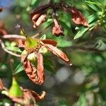 Hypericum lanceolatum Fruit