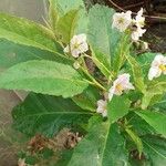 Solanum bonariense Leaf