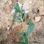 Linaria reflexa Цветок