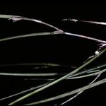 Reichenbachanthus reflexus 花