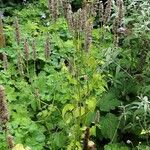 Agastache foeniculum 整株植物