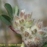 Trifolium saxatile Плод