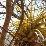 Tillandsia fasciculata Blad