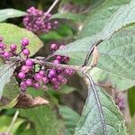 Callicarpa bodinieri Плід