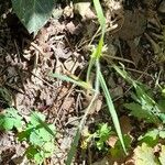 Bromus diandrus Leaf