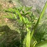 Angelica razulii Leaf