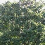 Ficus velutina Hábito