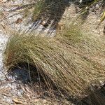 Aristida stricta Plante entière